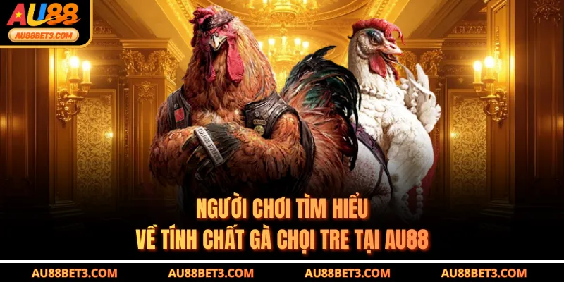 Người chơi tìm hiểu về tính chất gà chọi tre tại AU88